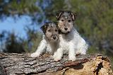 FOX TERRIER 417